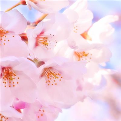 調香師による天然桜ブレンド　